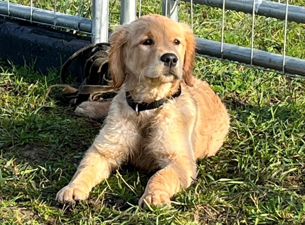 chiot golden retriever allongé