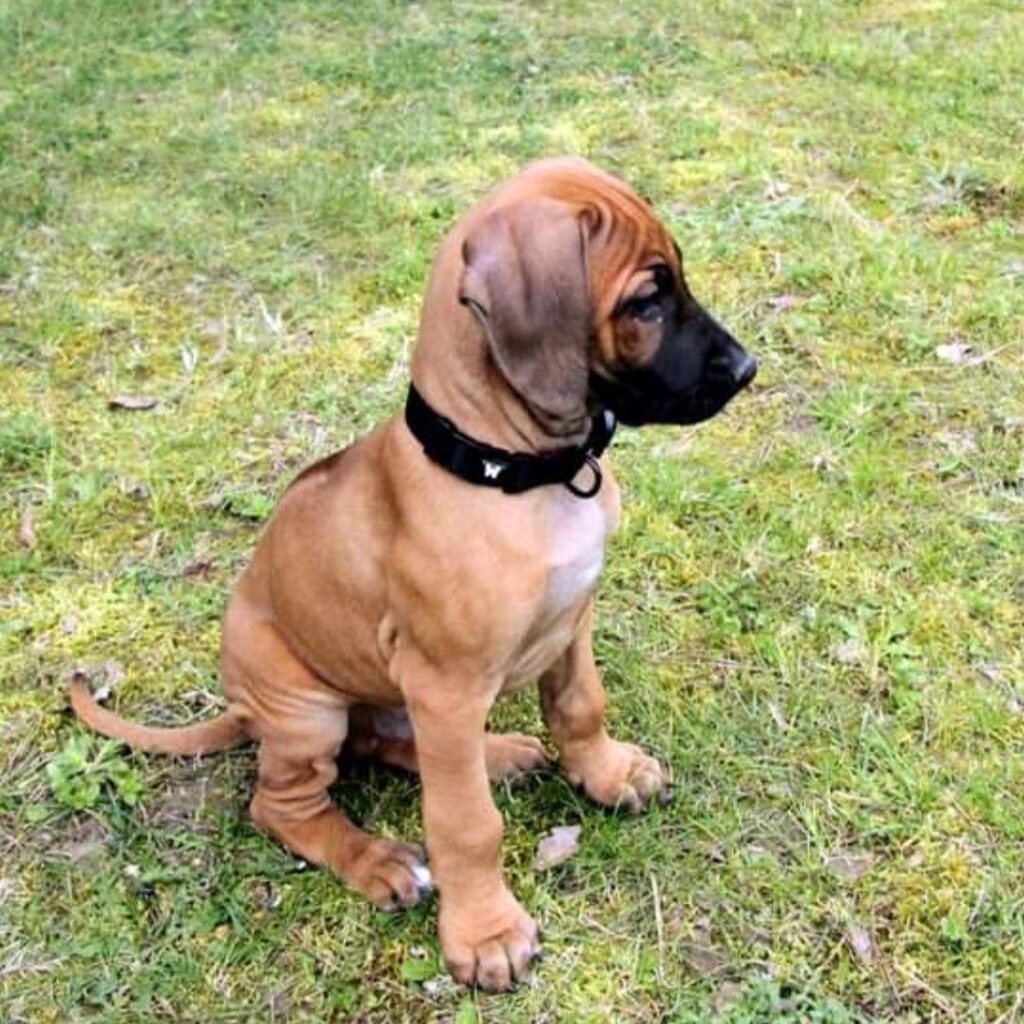 chiot rhodesian ridgeback