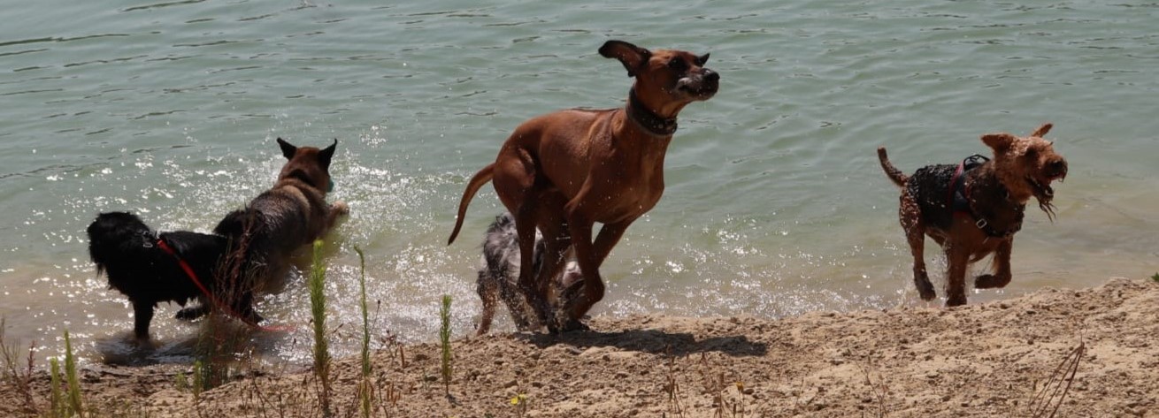 5 chiens sortent du lac en courant