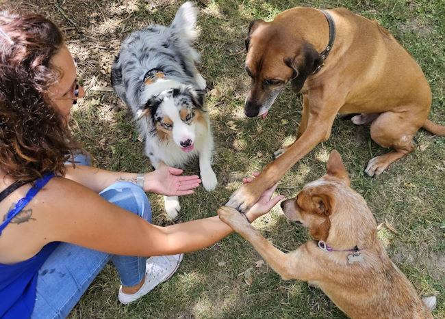 les 3 chiens autour de l'éducatrice lui donnent la patte