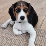 un bébé beagle au regard triste est allongé