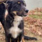 un chiot berger américain noir et feu