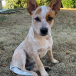 chiot bouvier australien