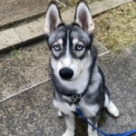 chiot husky aux yeux bleux