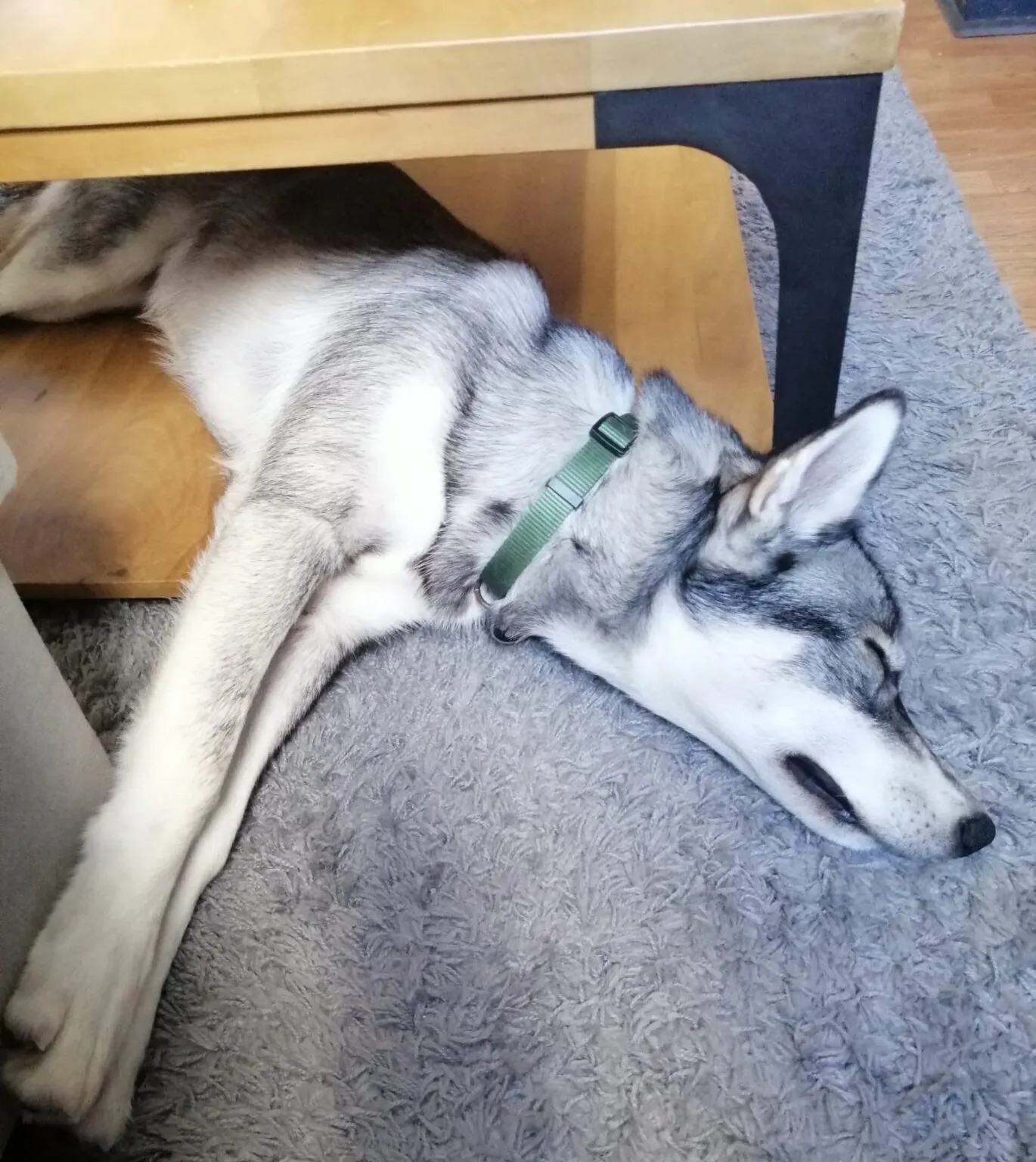 un husky dort sous une table basse