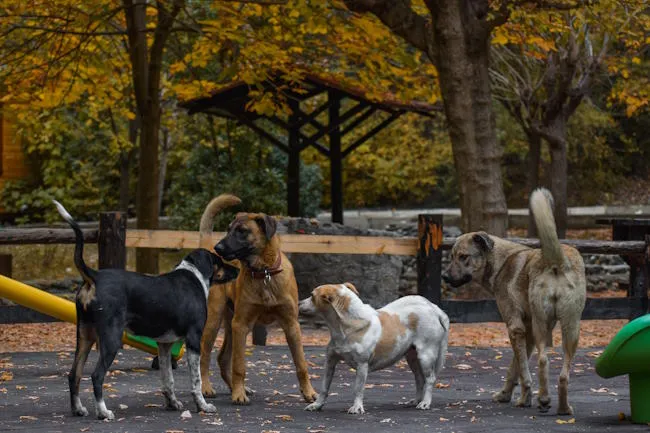 plusieurs chiens dans un parc canin