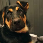 chiot croisé berger allemand et beauceron