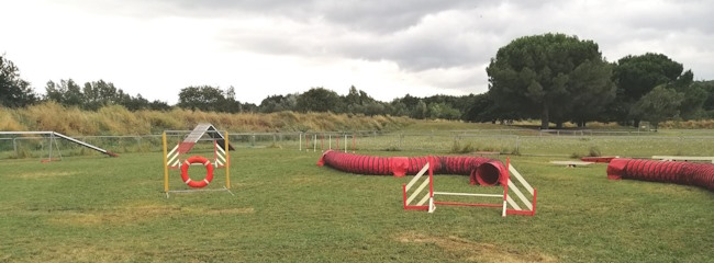 terrain agility avec agrès