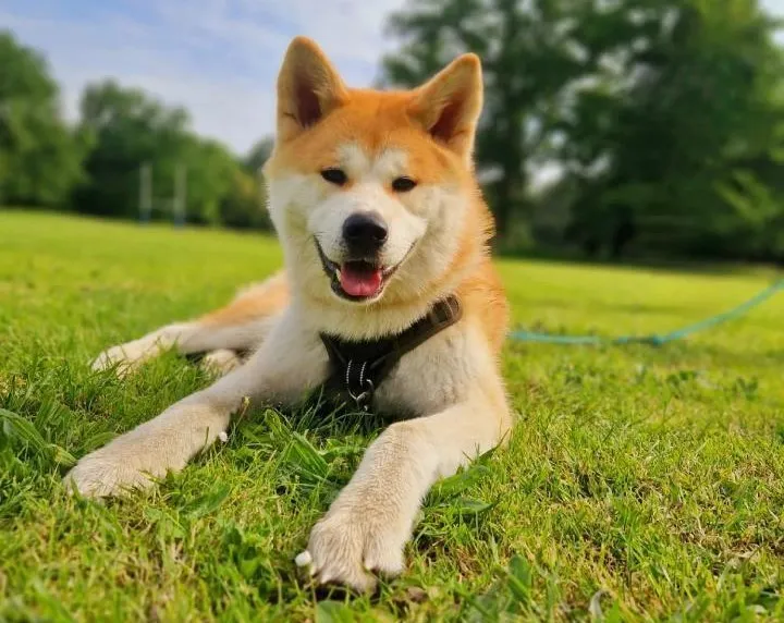 un akita inu allongé dans l'herbe