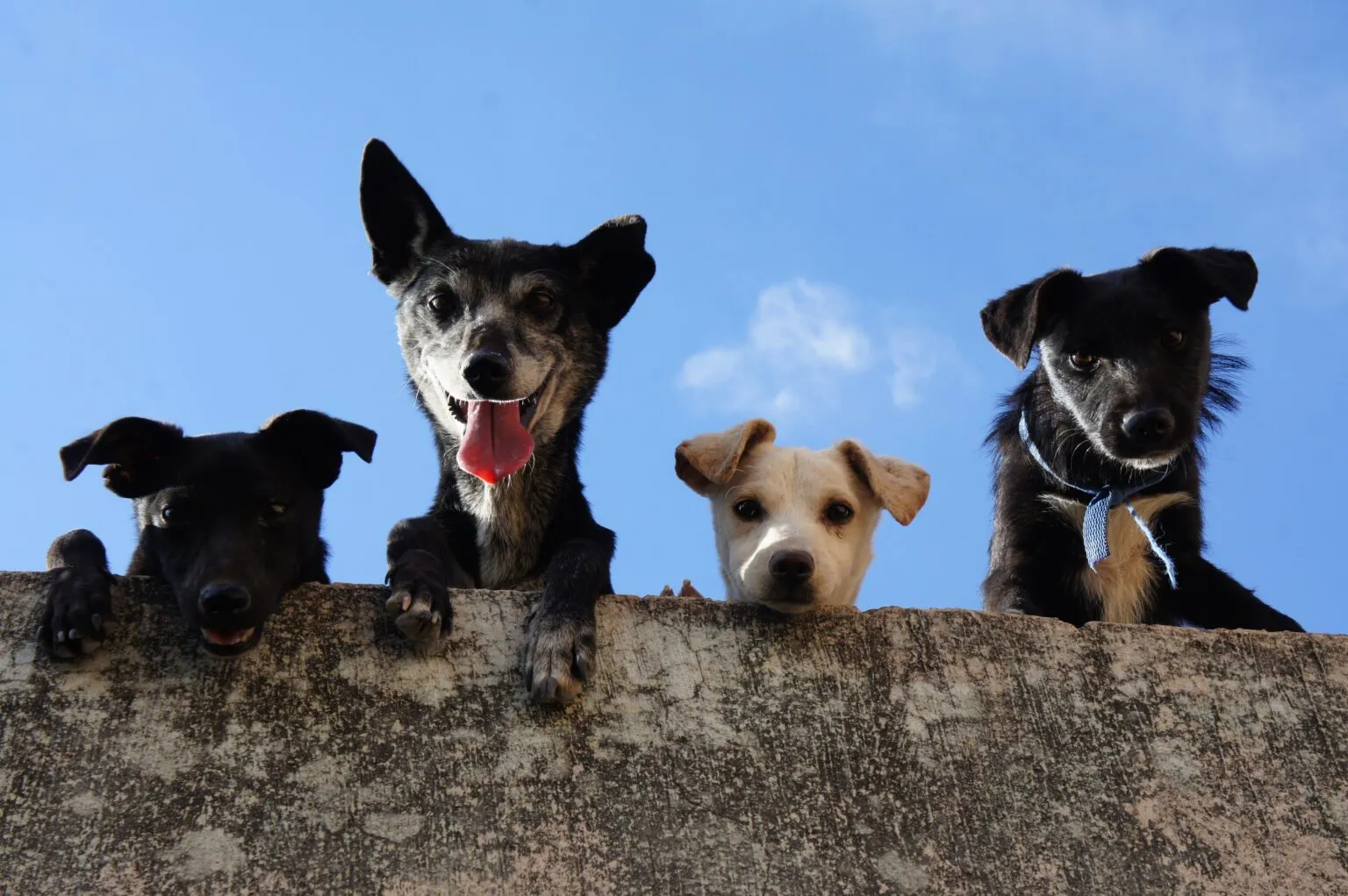 4 chiens croisés regardent par dessus un mur