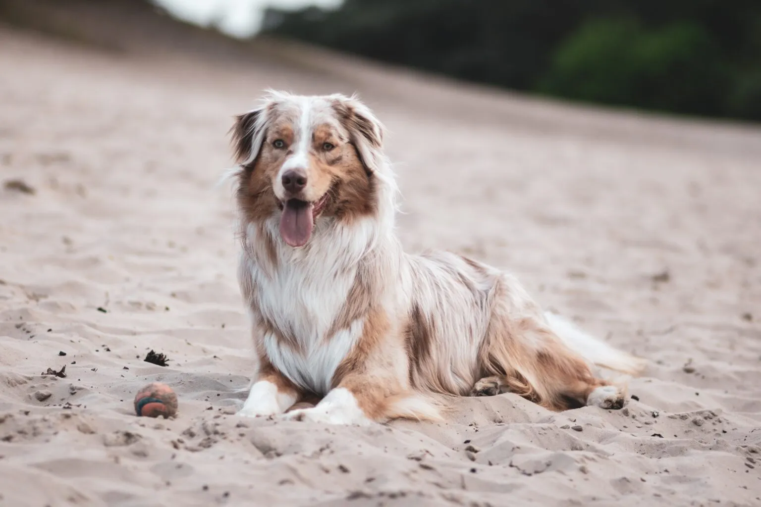 un berger australien allongé sur une plage