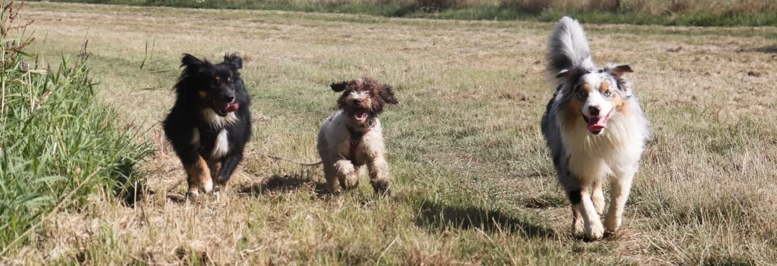 3 chiens courent de face dans la prairie