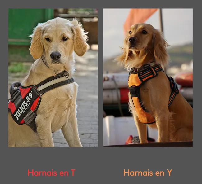 un chien avec un harnais en T et un autre avec un harnais en Y