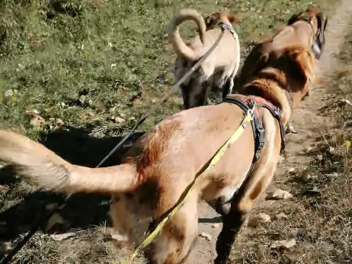 2 labradors marchant en longe