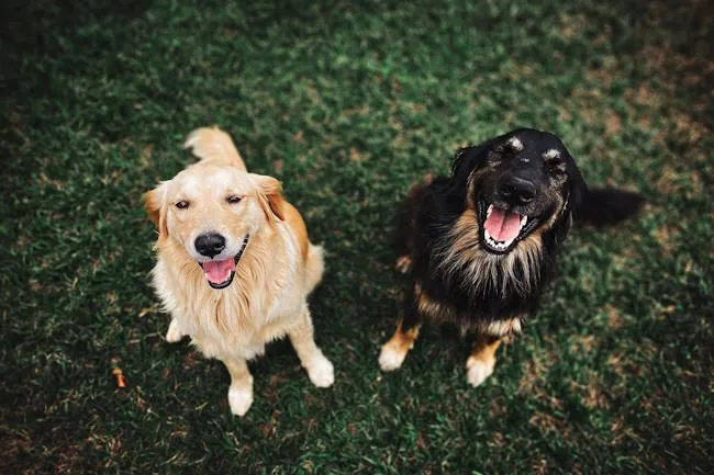 2 chiens de bergers assis dans l'herbe et vus de haut