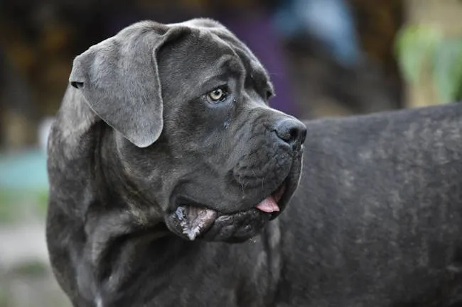 cane corso bleu