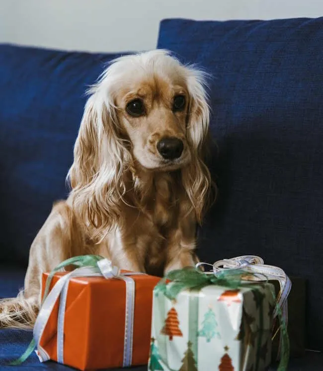 un chien cocker est assis sur un canapé devant 3 paquets cadeaux