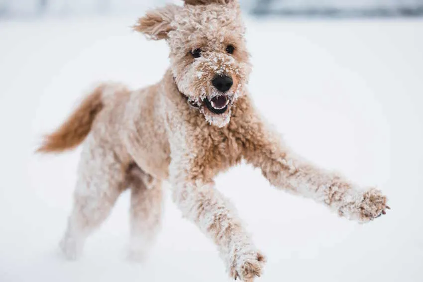 un labradoodle court dans la neige