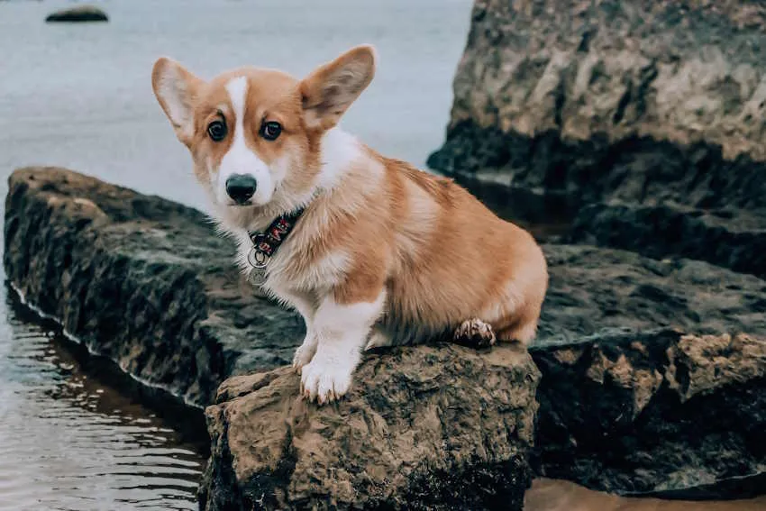 un chiot corgi assis sur un rocher