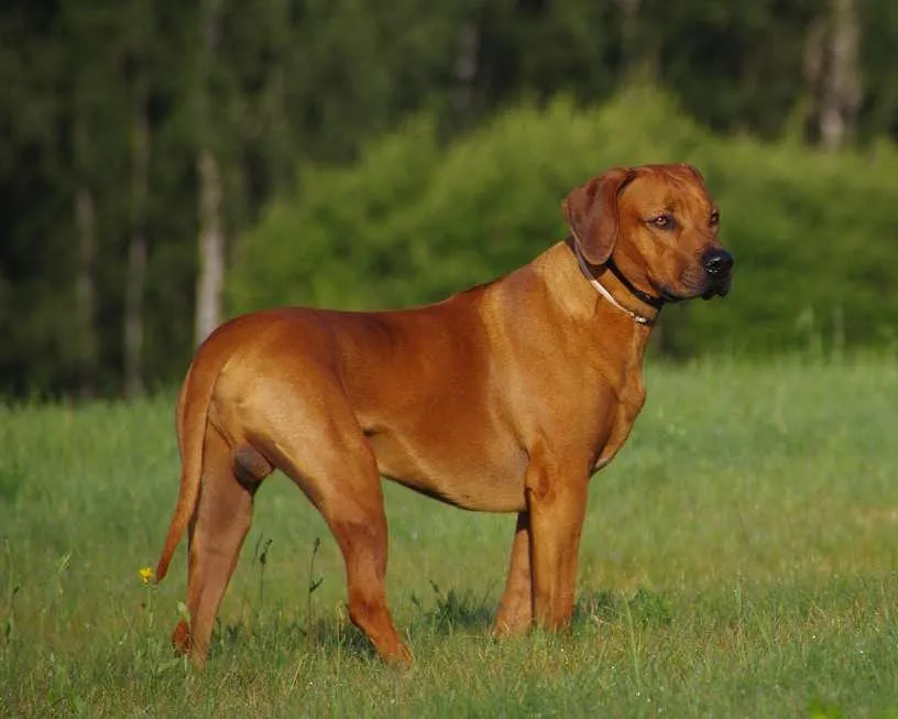 un rhodesian ridgeback debout dans l'herbe