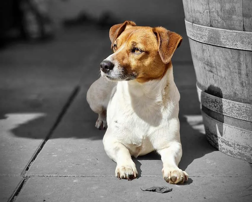 un jack russel est allongé