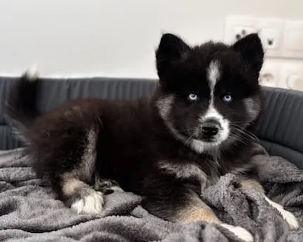 yuki, croisé husky / akita noir et blanc