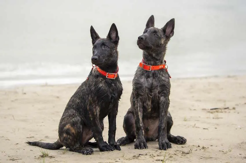 2 jeunes bergers hollandais bringés assis sur une plage