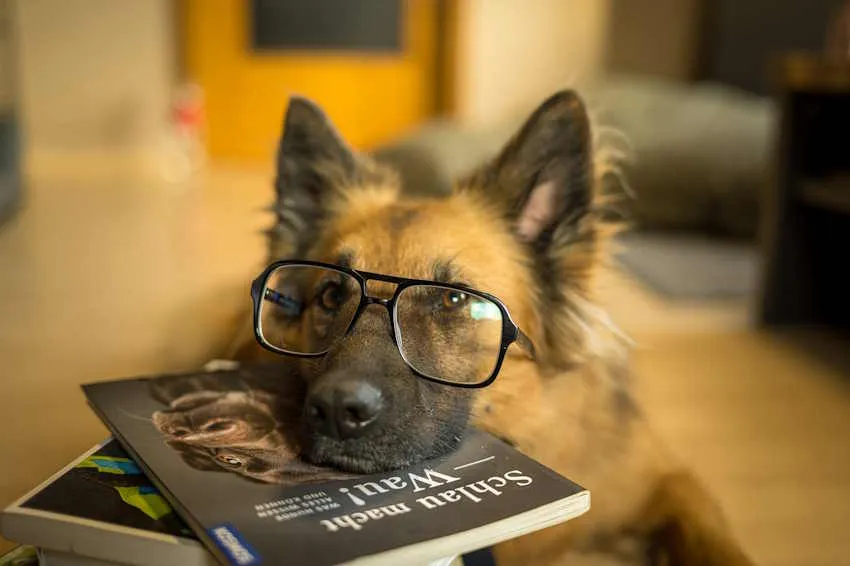 un chien de berger avec des lunettes a la tête appuyée sur une pile de livres