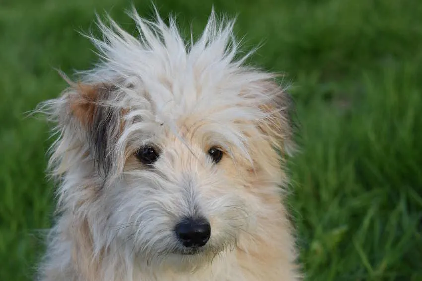 un chien croisé blanc aux poils hirsutes