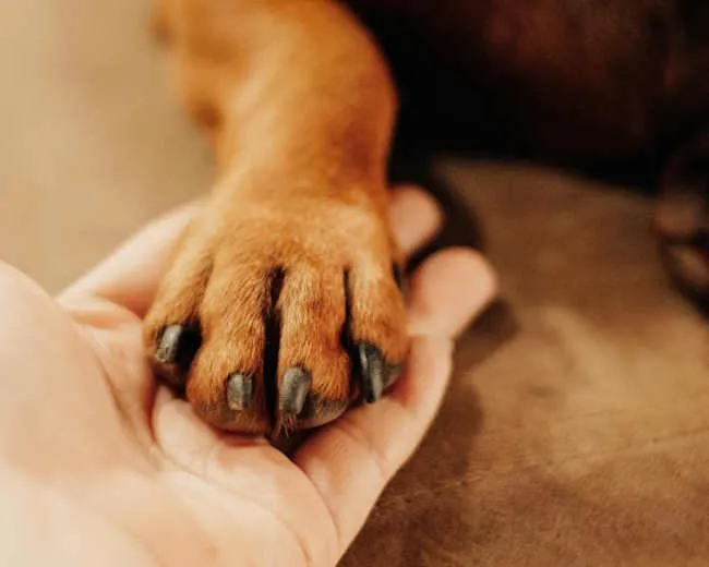 une patte de chien posée sur une main d'humain