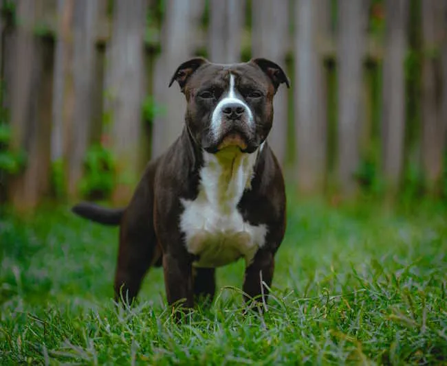 staffie noir et blanc debout dans l'herbe