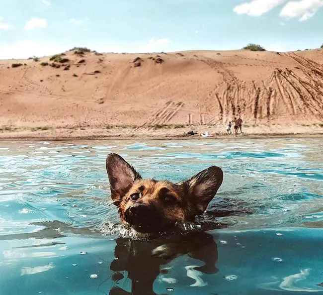 une chien de berger nage avec un bâton dans la bouche