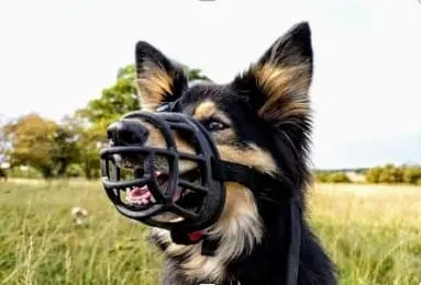 un chien de berger porte une muselière