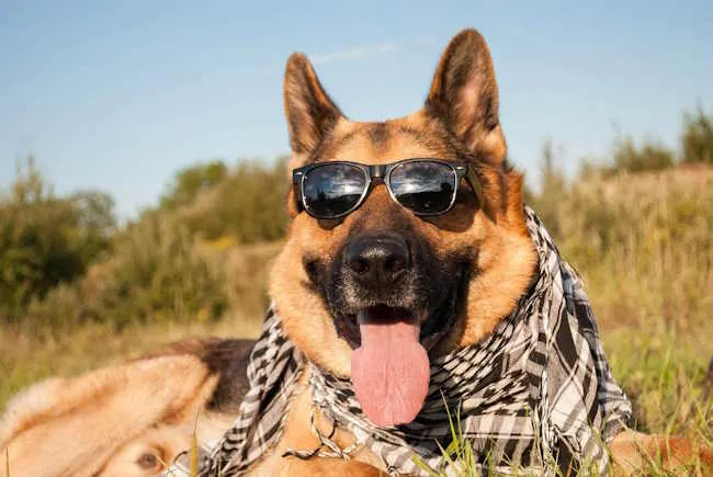 un berger allemand avec des lunettes de soleil et un bandana