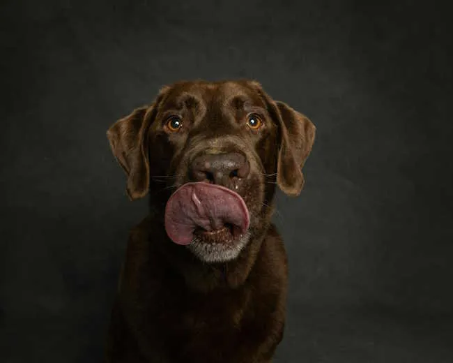 un labrador chocolat se lèche les babines