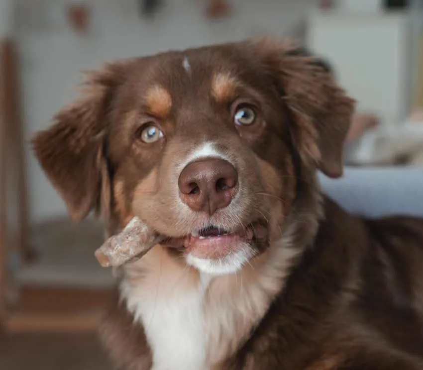 un berger américain rouge avec un bâton dans la bouche