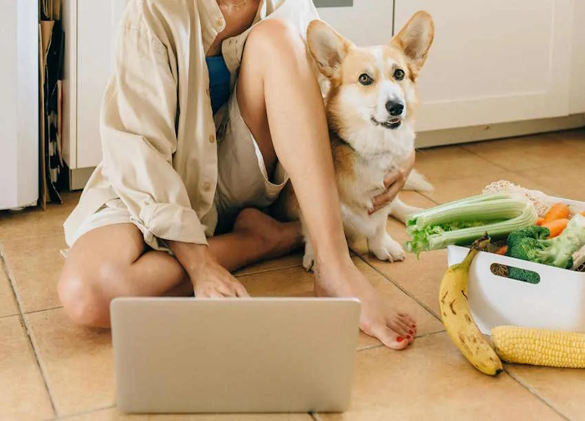 une dame et un corgi devant un pc portable et des légumes