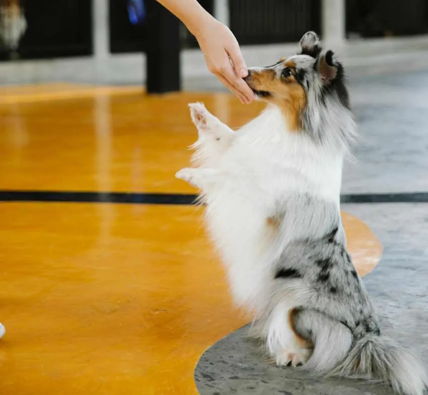 une berger des shetlands bleu merle fait le beau