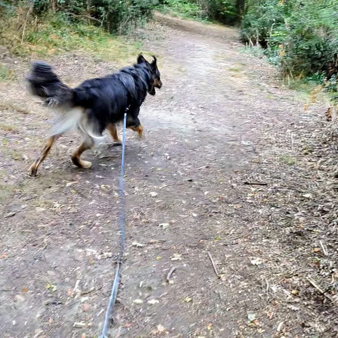 un grand chien noir recherche son humaine en longe