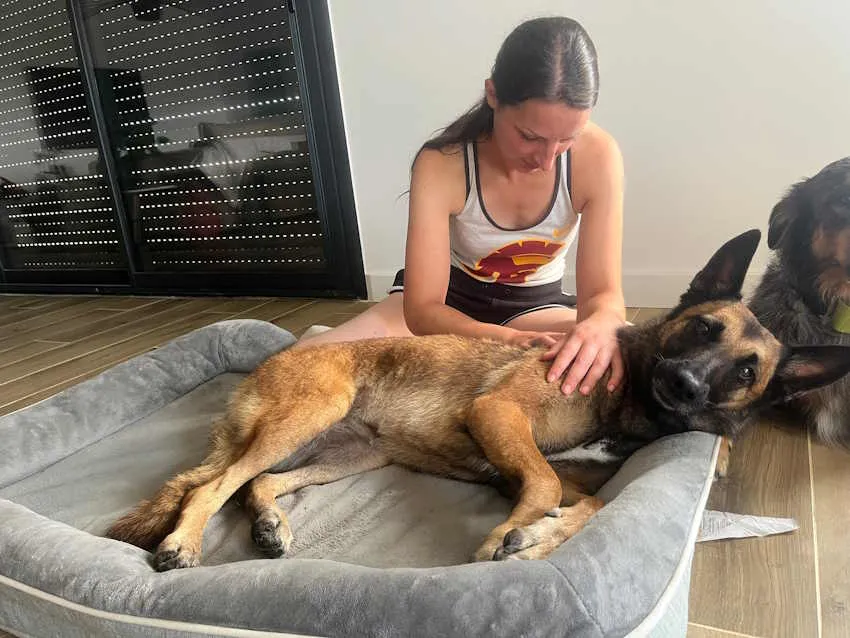 une jeune femme masse un malinois