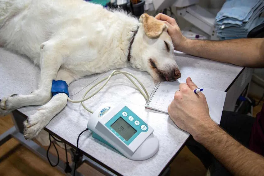 un labrador anesthésié sur une table de vétérinaire