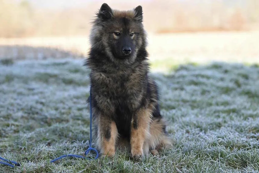 jeune eurasier assis sur l'herbe