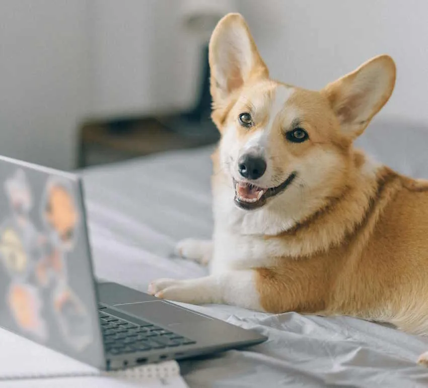 un corgi allongé devant un pc portable