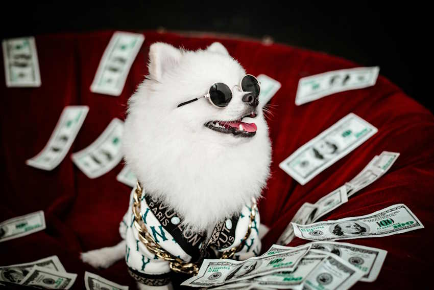 un spitz blanc avec des lunettes de soleil est assis au milieu de billets de banque