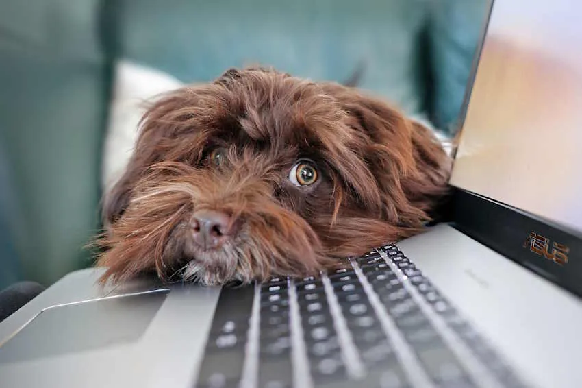 un chien marron à longs poils à la tête posée sur une clavier de pc portable