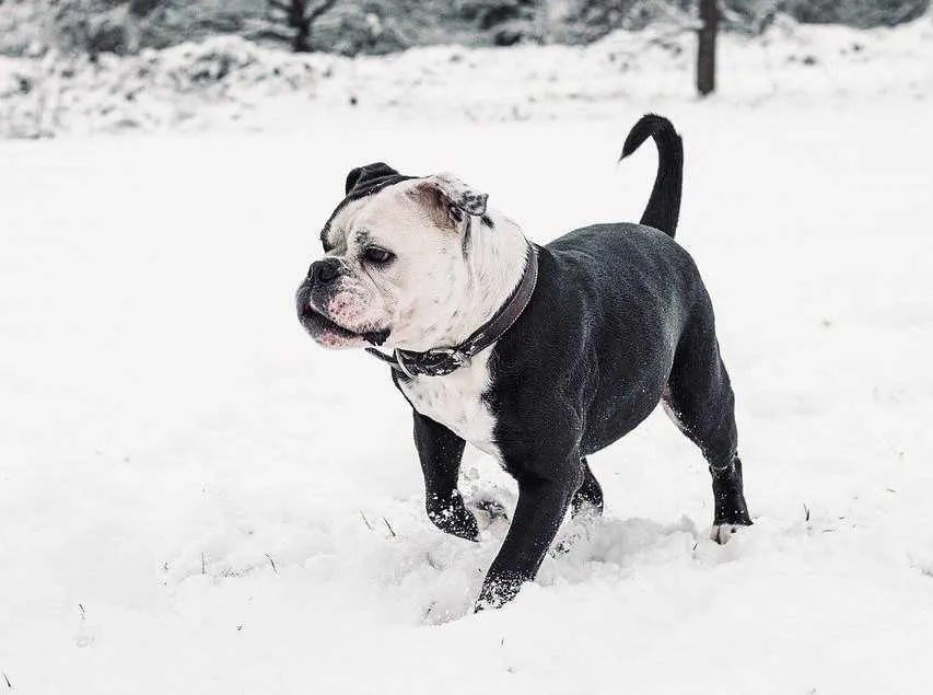 bouledogue continental noir et blanc dans la neige