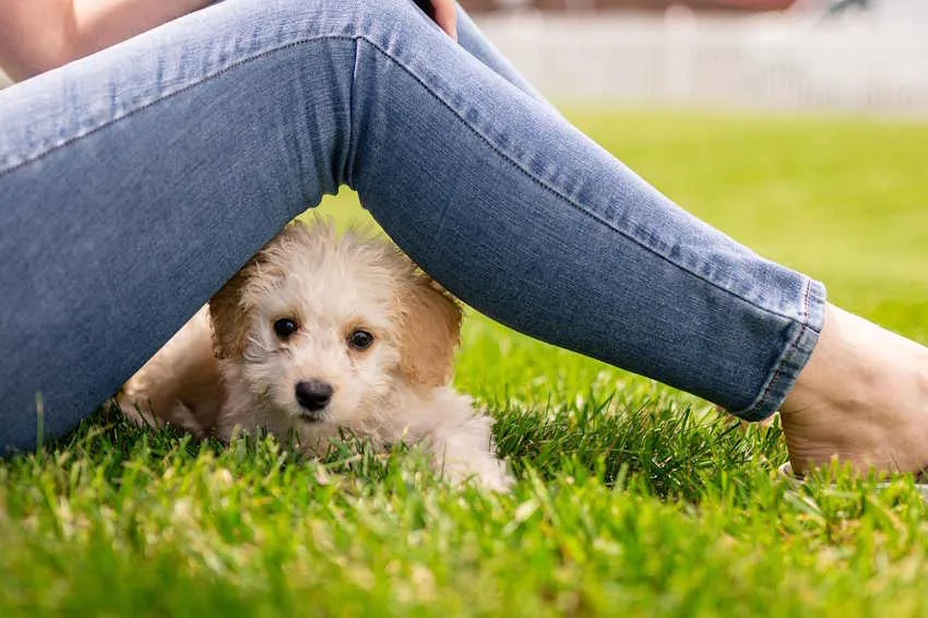 un chiot caniche couché sous les jambes d'une femme allongée dans l'herbe