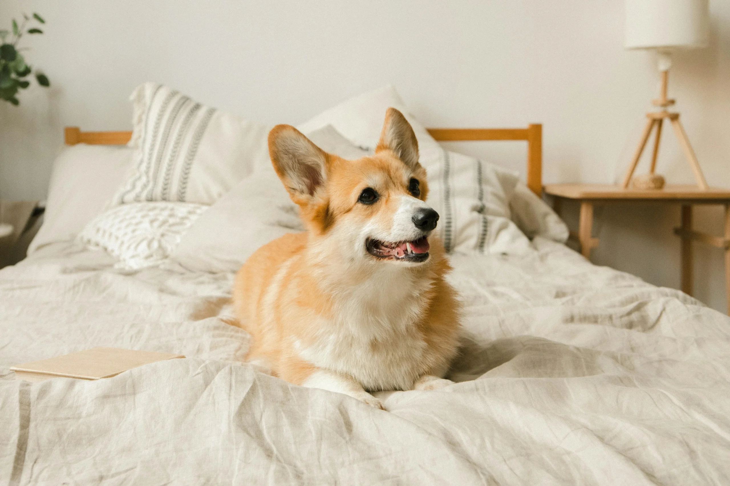 un corgi allongé sur un lit