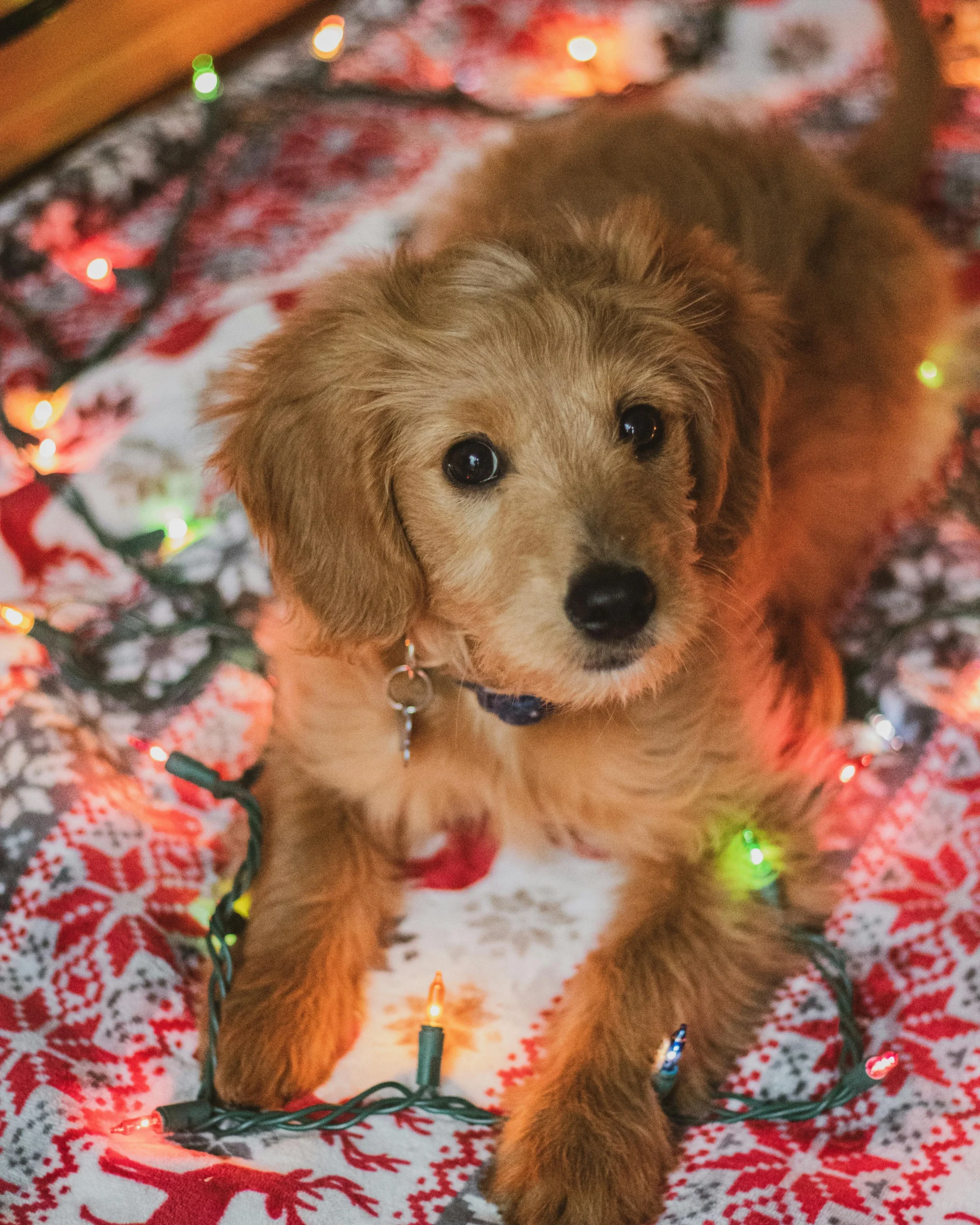un chiot golden couché sur une guirlande électrique de Noël