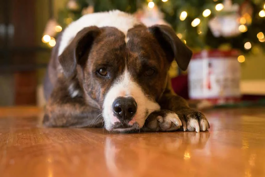un chien type staff couché l'air blasé devant des décos de Noël